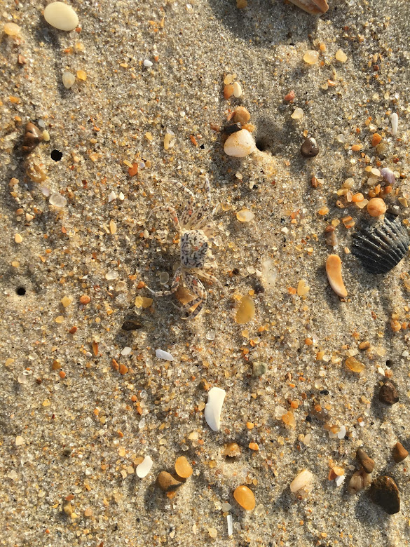 Sand crab